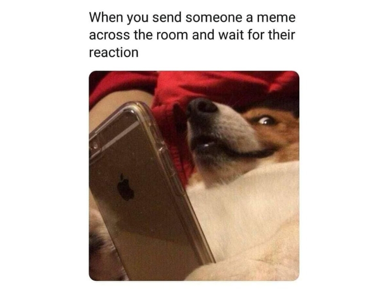 Dog meme. Reads: When you send someone a meme across the room and wait for their reaction.