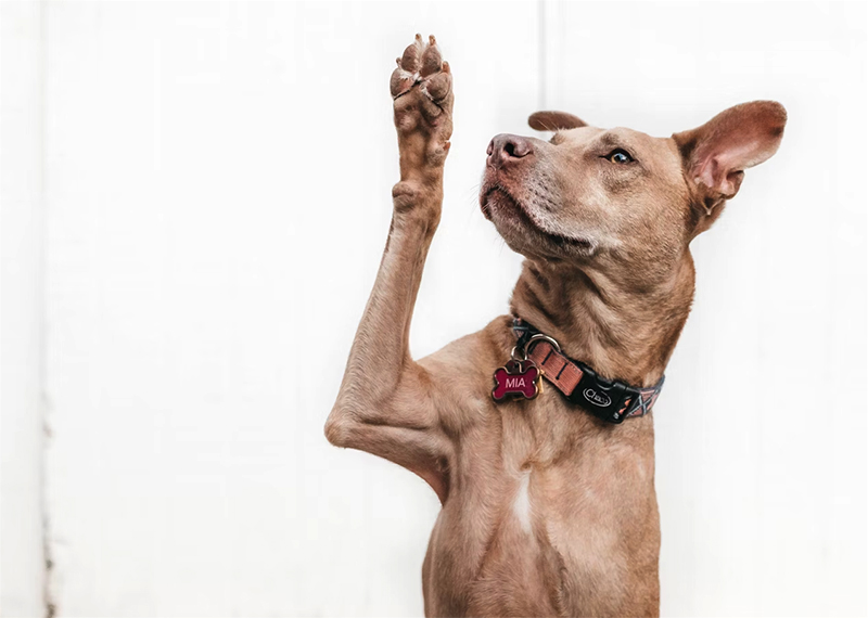 Dog paw anatomy