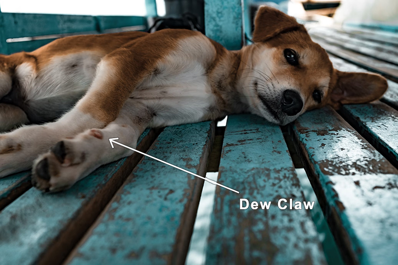 Canine dew claws: not all dogs have dew claws. Most of the ones who do have dew claws only have them on the front paws, but there are some dogs who also have them on their back legs too. 