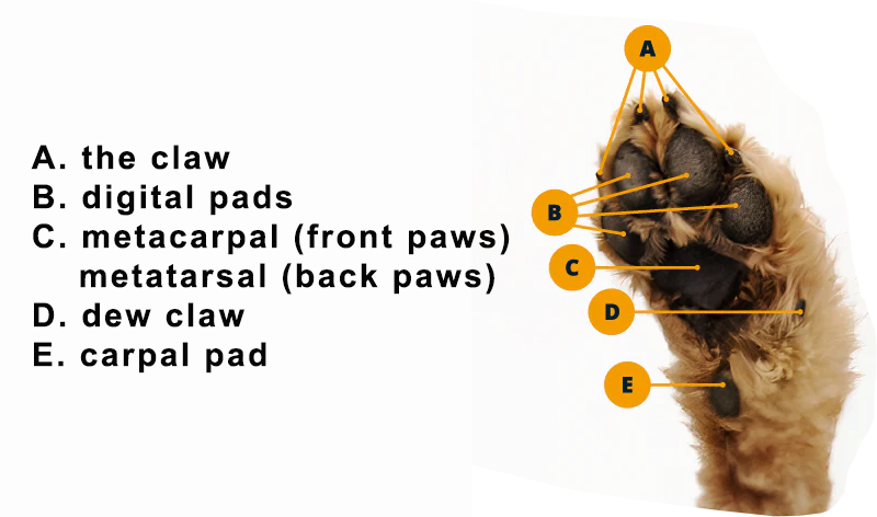 Anatomy of a dog's paw: claw, digital pads, metacarpals, metatarsals, dew claw, and carpal pad.