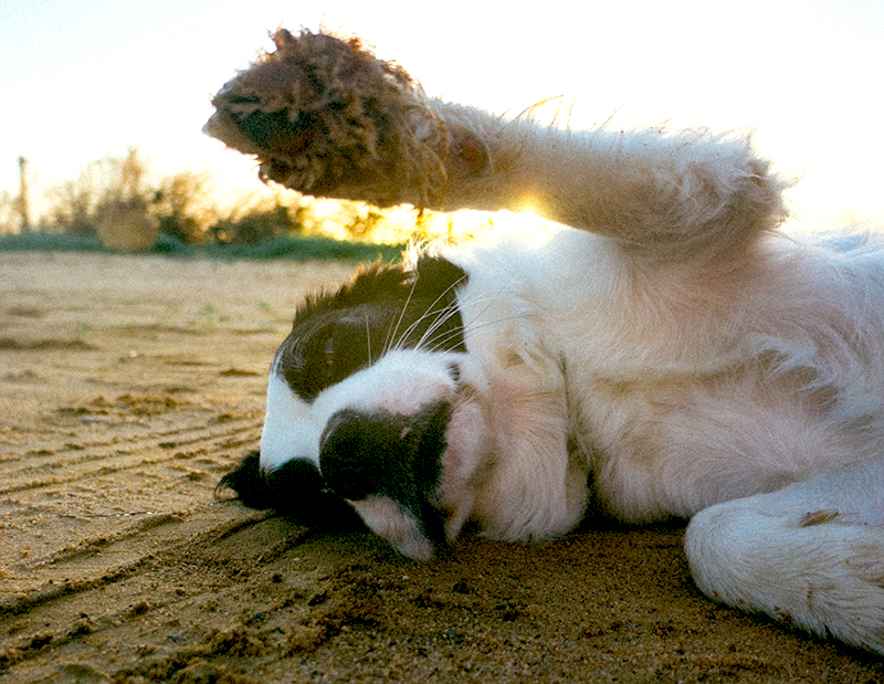 Canine raising his foot for a dog paw print.