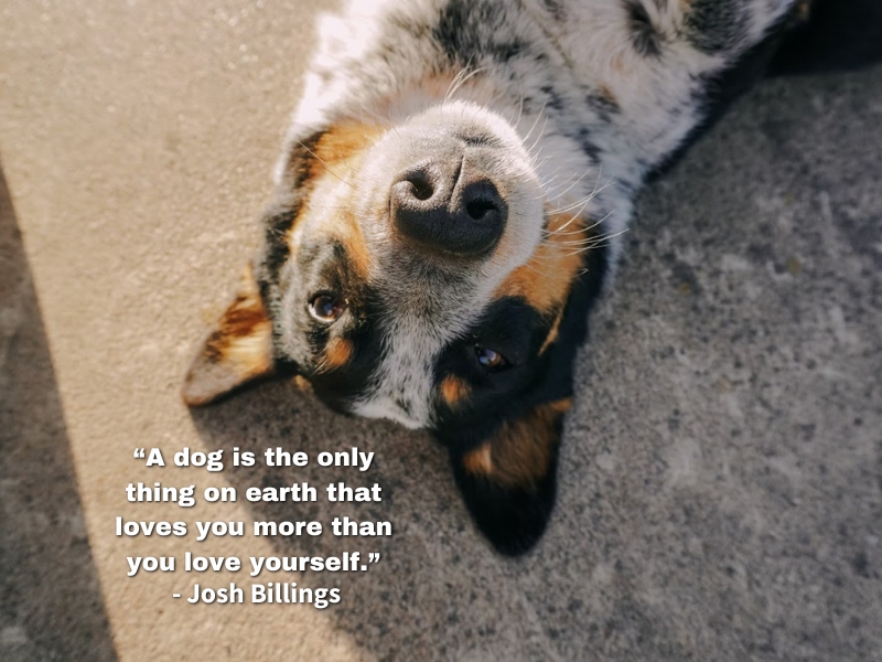 "A dog is the only thing on earth that loves you more than you love yourself." - Josh Billings