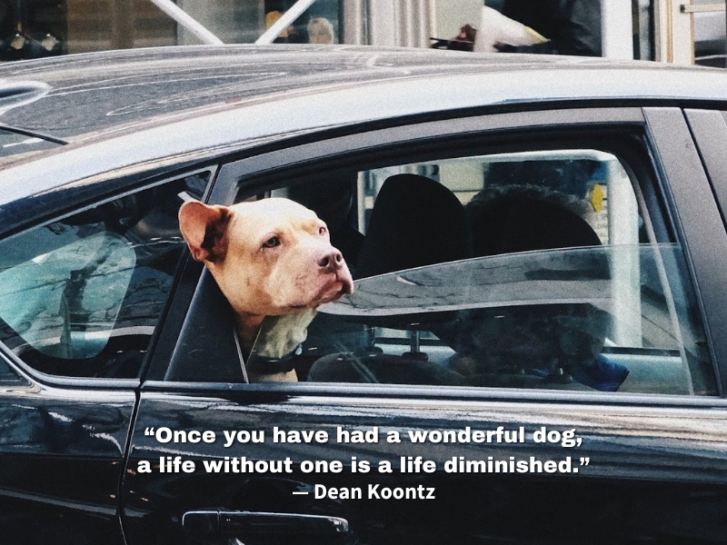 "Once you have had a wonderful dog, a life without one is a life diminished."Dean Koontz