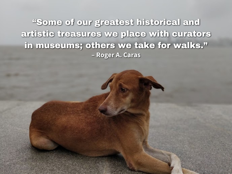 "Some of our greatest historical and artistic treasures we place with curators in museums; others we take for walks."- Roger A. Caras