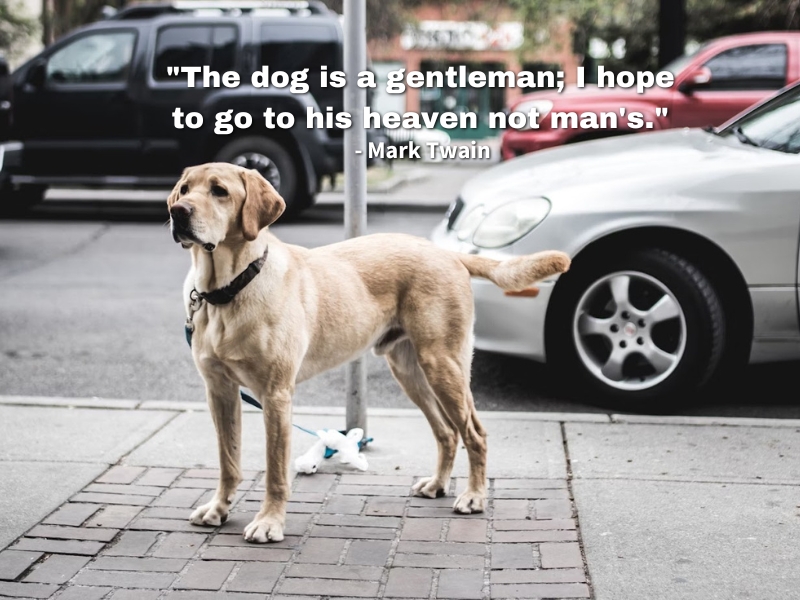 "The dog is a gentleman; I hope to go to his heaven not man's." is a great dog quote from Mark Twain