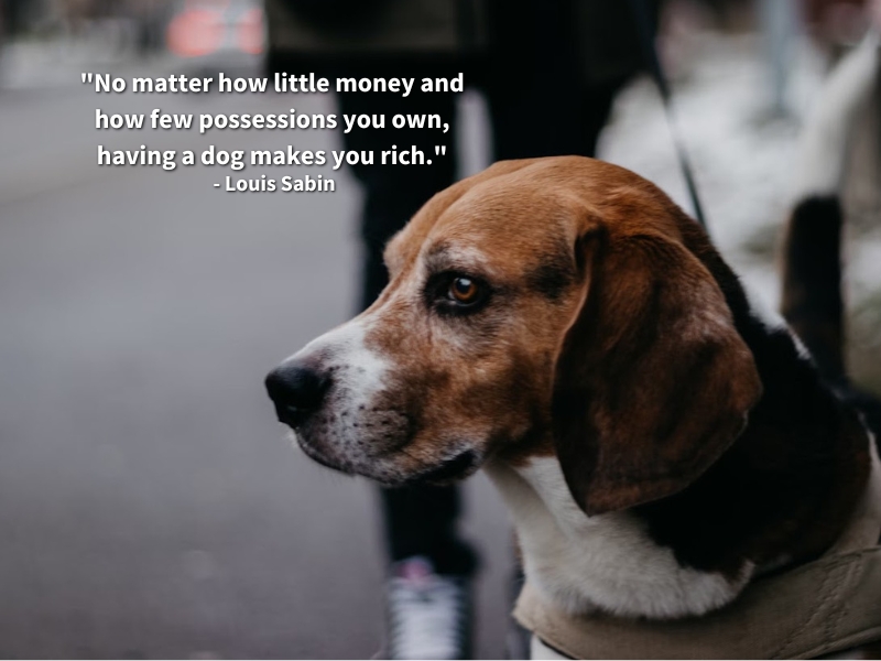 "No matter how little money and how few possessions you own, having a dog makes you rich." - Louis Sabin