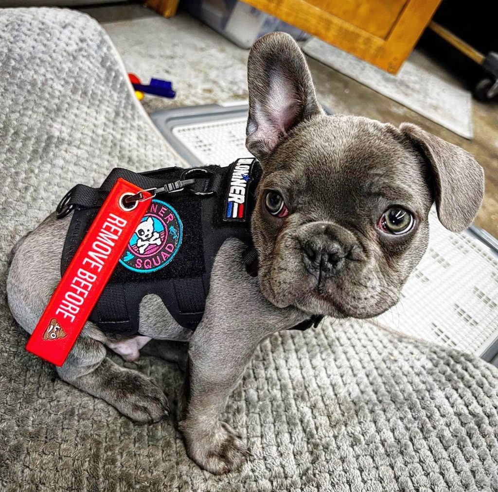 KiloNiner vest and "Remove Before 'Poo Emoji'"tag on a pug