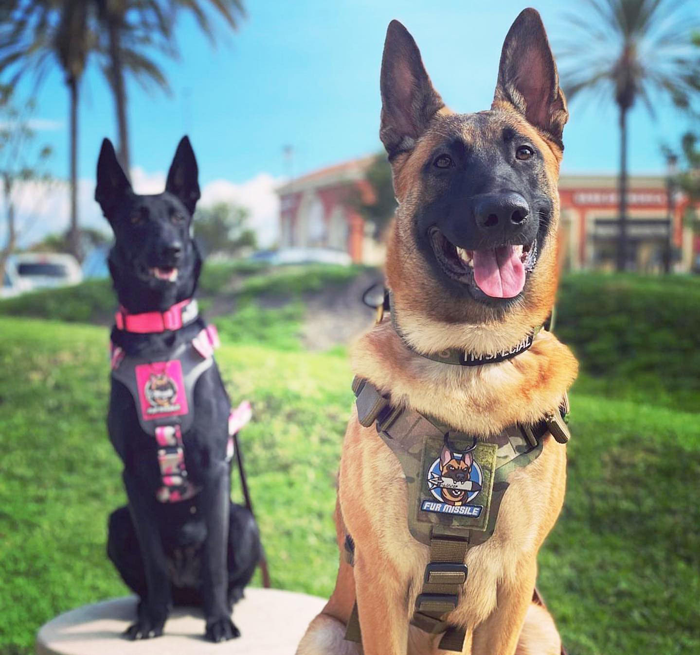 KiloNiner’s Outstanding Canine Vests