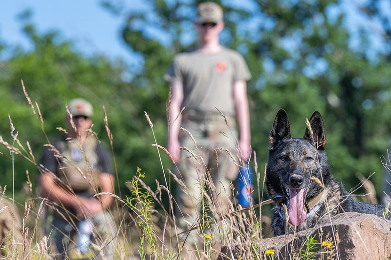 U.S. Air Force military working dog handlers observe as MWD Zero, assigned to the 86th Security Forces Squadron, searches for simulated explosive material during an international working dog training seminar at Spangdahlem Air Base, Germany, June 26, 2024. The 52nd Security Forces Squadron hosted the training for U.S., German and Luxembourg military units and law enforcement agencies. (U.S. Air Force photo by Staff Sgt. Max J. Daigle)