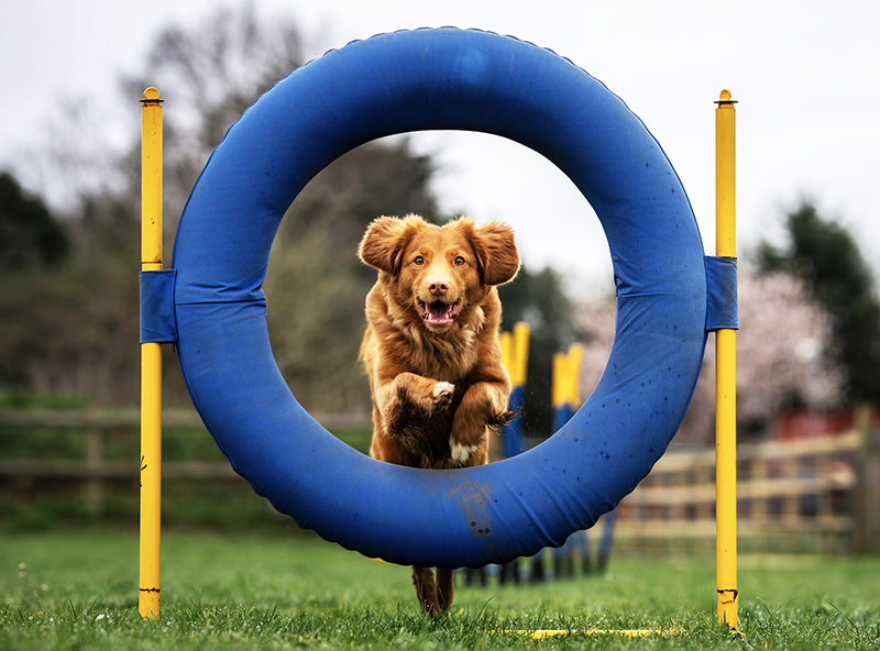 Barkour: Dog Agility Course for Robots