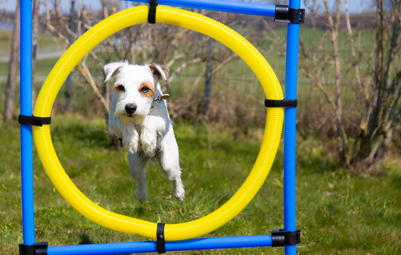 The real canines, at least at this point, perform better on the dog agility course than their artificial counterparts.