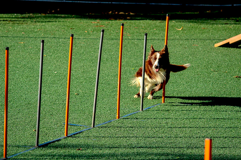 Barkour scoring is based on a 0 and 1 for each obstacle and is based on target times set for small dogs in novice agility competitions using a dog agility course as the exemplar.