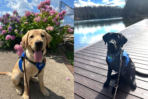 Guide dogs in training at Syracuse University