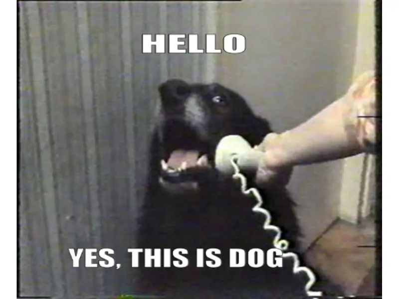 Dog on the phone. Reads: Hello. Yes, this is dog.