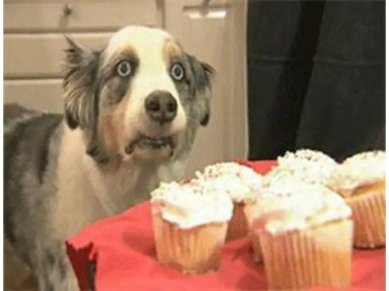 Dog behind cupcakes.